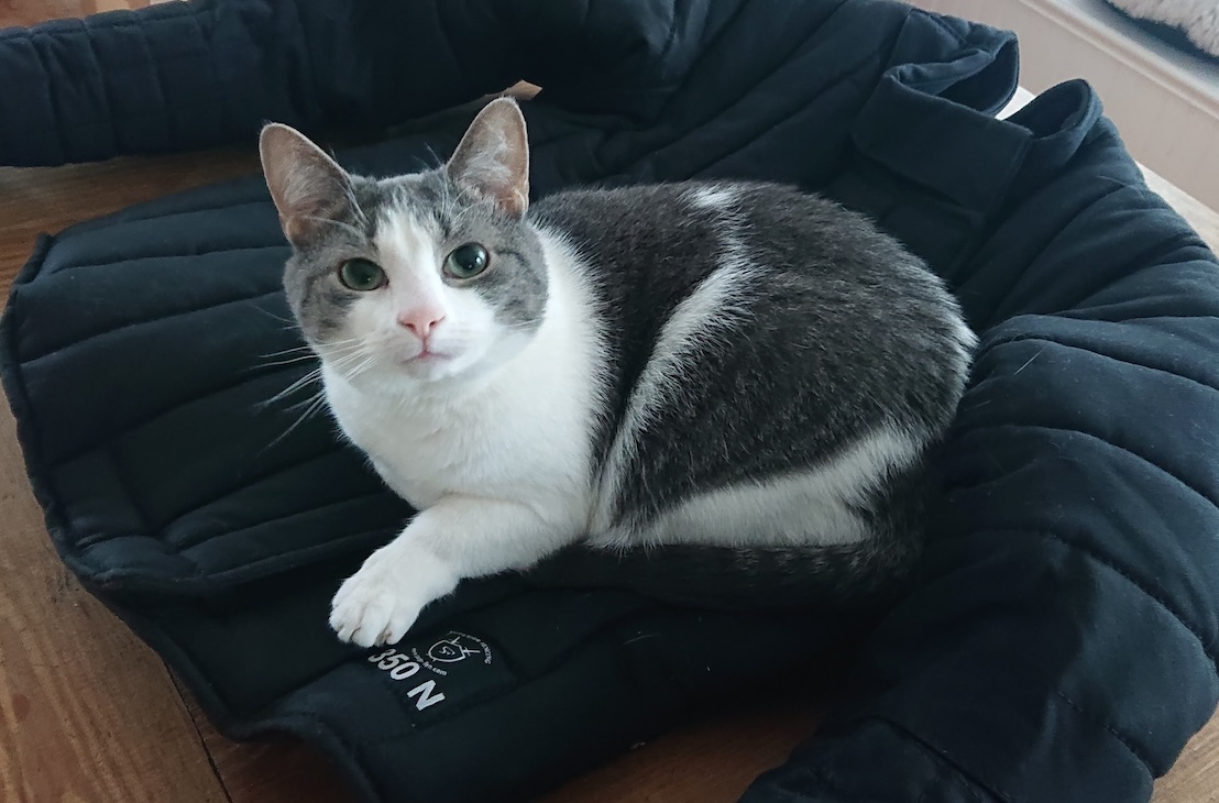 It&rsquo;s the cat&rsquo;s jacket now